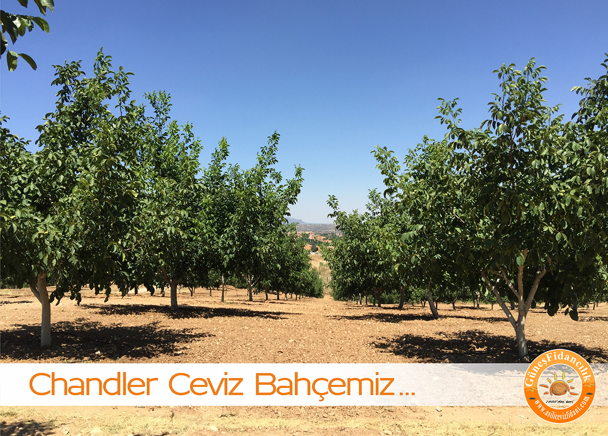 chandler bodur ceviz bah&ccedil;esi