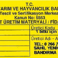 tuplu-kaman1